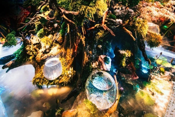 京都水族館「WOW！金魚あそび」