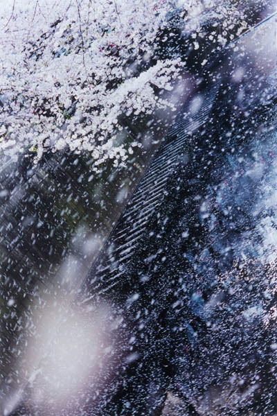 蜷川実花の展覧会「蜷川実花展 -虚構と現実の間に-」熊本・愛知・大分に、9テーマで写真の本質に迫る｜写真5
