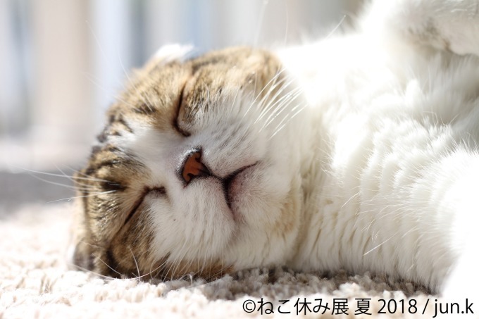 写真物販展「ねこ休み展」夏の本祭が東京・浅草橋で - 過去最大規模、新作展示のほか限定グッズも｜写真3