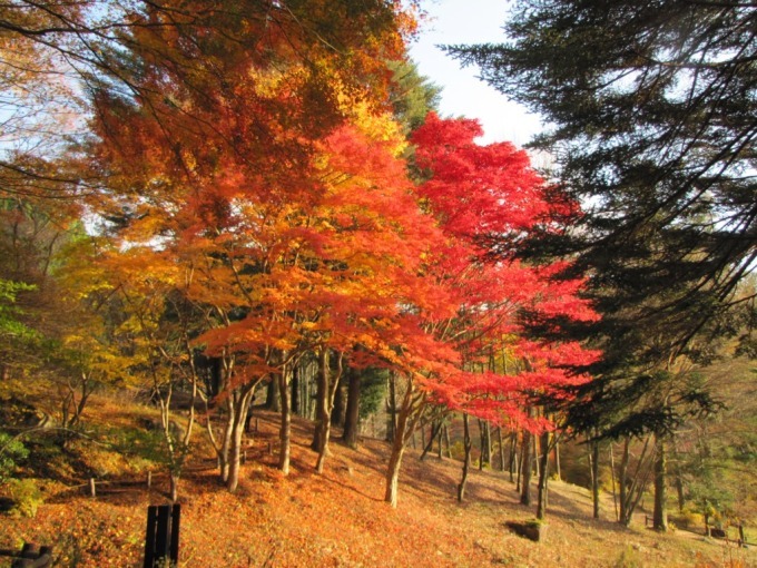 「夜の紅葉散策」を六甲高山植物園で開催 - 夜の園内で紅葉とアート作品をライトアップ｜写真7