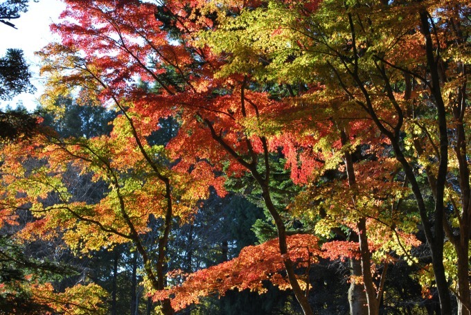 「夜の紅葉散策」を六甲高山植物園で開催 - 夜の園内で紅葉とアート作品をライトアップ｜写真3