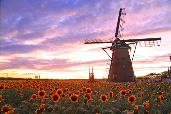 「風車のひまわりガーデン」