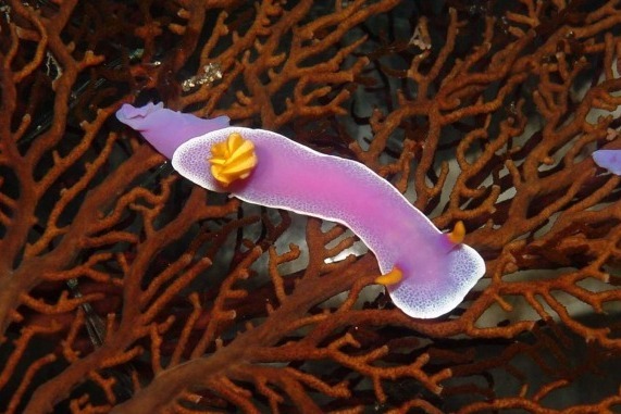 しながわ区民公園「ウミウシって巻貝の仲間なんだって！？展」