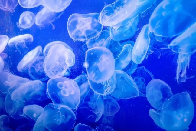 アトラクション｜八景島シーパラダイスがリニューアル、国内最大水族館に海と水辺・森の生き物たちに出会える新エリアなど