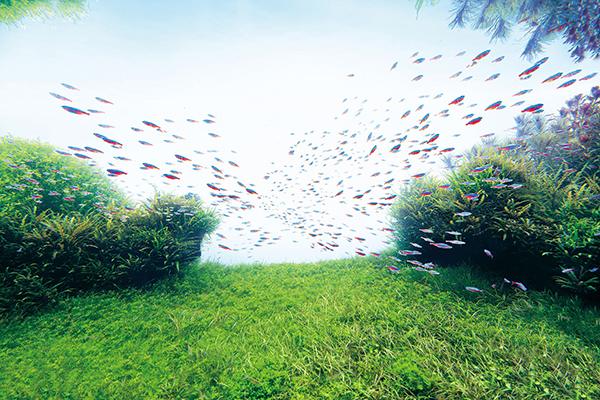 原画｜すみだ水族館、映画『未来のミライ』とコラボ - 劇中のシーンを再現した水槽など