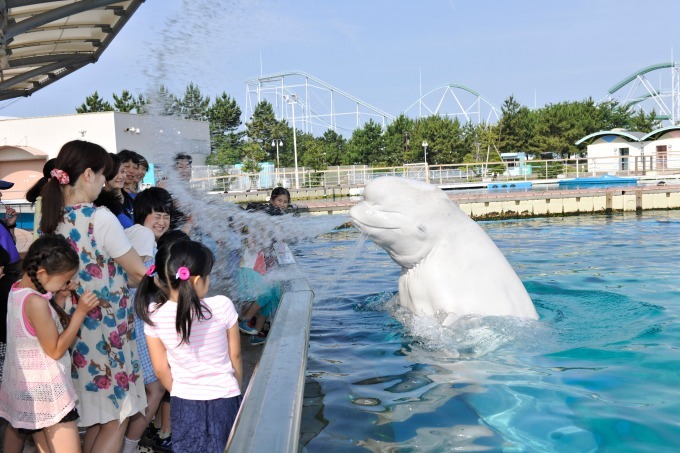 横浜・八景島シーパラダイスで夏のイベント - 人気のイルカショーの”ずぶ濡れ演出”や水辺の花火｜写真3