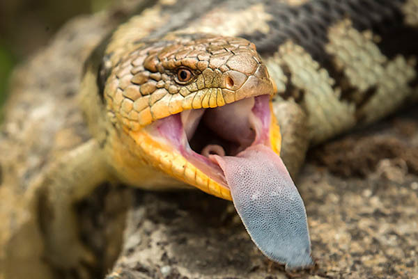 「ざんねんないきもの展」