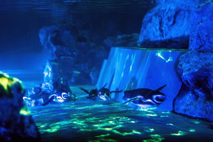 すみだ水族館「ペンギン花火」プロジェクションマッピングの花火の中をペンギンが泳ぐ