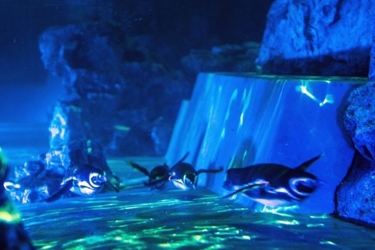 「ペンギン花火」