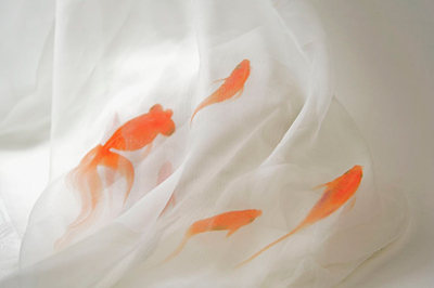 まとふ「天魚の羽衣」