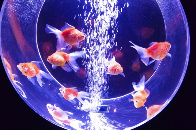 「アクアリウム IN 京セラドーム大阪 スカイホール」大阪で、金魚を幻想的な光でライトアップ｜写真2