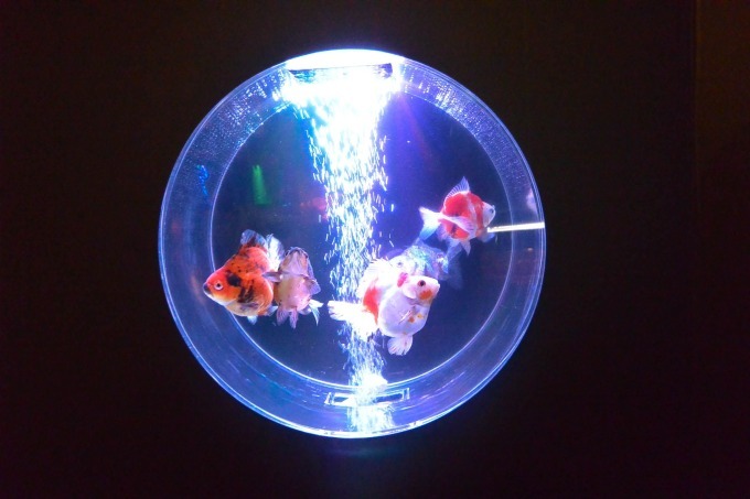 「アクアリウム IN 京セラドーム大阪 スカイホール」大阪で、金魚を幻想的な光でライトアップ｜写真1
