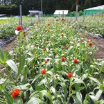 2000種以上の植物が集まる「フラワーアンドグリーンマーケット」青山で、ドライフラワーのアレンジも｜写真3