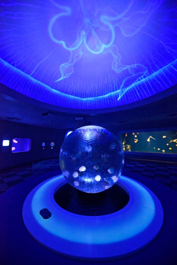 新江ノ島水族館“クラゲ”のイベント - 3Dプロジェクションマッピングのショーやバックヤードツアー｜写真5