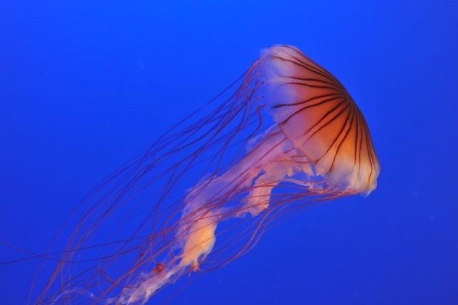 新江ノ島水族館“クラゲ”のイベント - 3Dプロジェクションマッピングのショーやバックヤードツアー｜写真0