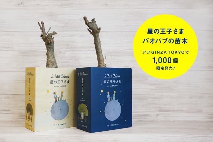 『星の王子さま』のバオバブの苗木、銀座ソニーパークで1,000個限定発売｜写真1