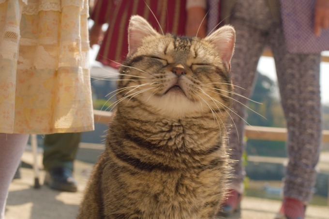 愛猫家に捧げる"ネコ映画"特集『世界から猫が消えたなら』『ボブという名の猫』『ねことじいちゃん』など｜写真6