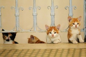 愛猫家に捧げる ネコ映画 特集 世界から猫が消えたなら ボブという名の猫 ねことじいちゃん など ファッションプレス 愛猫家に捧げる ネコ映画 特集 世界から猫が消えたなら ボブという名の猫 ねことじいちゃん など ファッションプレス