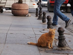 愛猫家に捧げる ネコ映画 特集 世界から猫が消えたなら ボブという名の猫 ねことじいちゃん など ファッションプレス 愛猫家に捧げる ネコ映画 特集 世界から猫が消えたなら ボブという名の猫 ねことじいちゃん など ファッションプレス