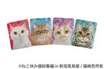 「ねこ休み展 総集編 in 新宿高島屋」懐かしの名作写真が集結、超巨⼤ぬいぐるみも｜写真75