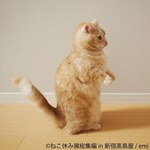 「ねこ休み展 総集編 in 新宿高島屋」懐かしの名作写真が集結、超巨⼤ぬいぐるみも｜写真17