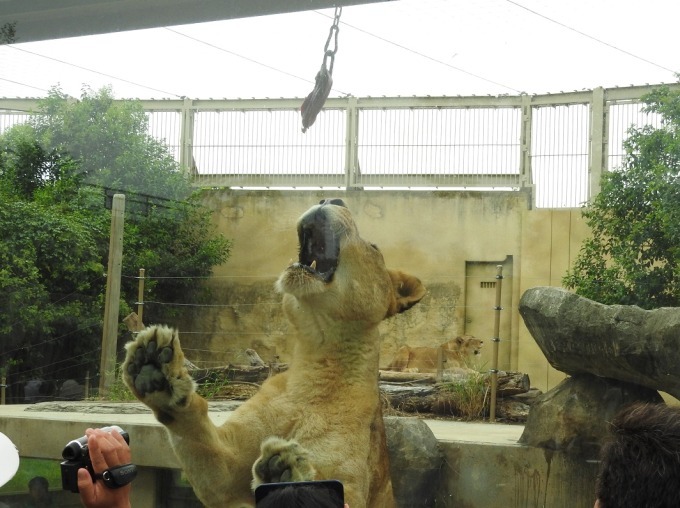 東武動物公園で秋の夜間営業イベント「オータムナイト ZOO」動物たちの夜の生態を観察｜写真6