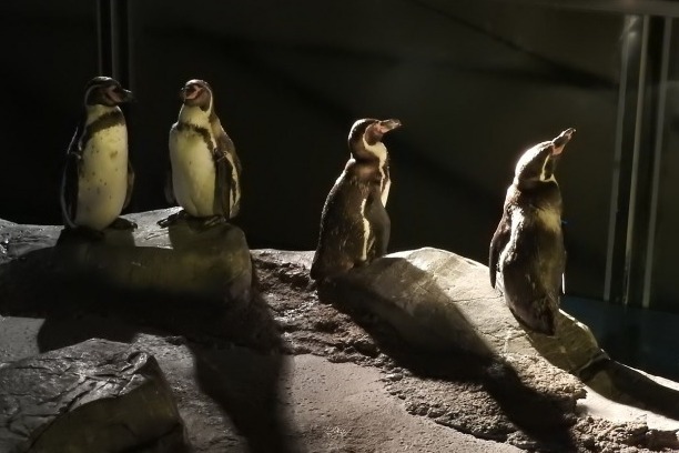 「オータムナイト ZOO」