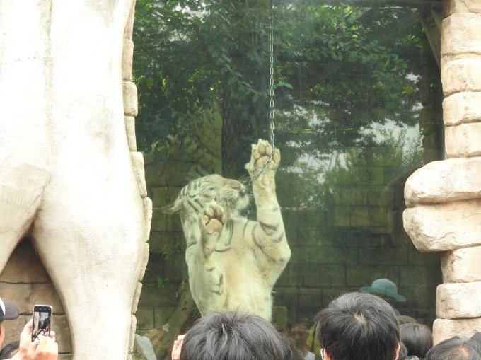 東武動物公園で秋の夜間営業イベント「オータムナイト ZOO」動物たちの夜の生態を観察｜写真7