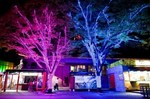 大井競馬場で「TOKYO MEGA ILLUMINATION」開催、関東最大級の約800万球規模｜写真30