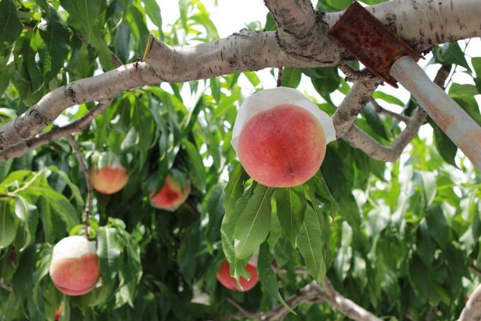 サンクトガーレンのフルーツビール「7種の桃のエール」過去最高量500キロの桃を使用した贅沢な甘み｜写真4