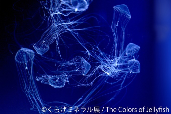 "くらげと鉱石"がテーマの写真＆物販展「くらげミネラル展」東京・名古屋で、癒し動画も｜写真5