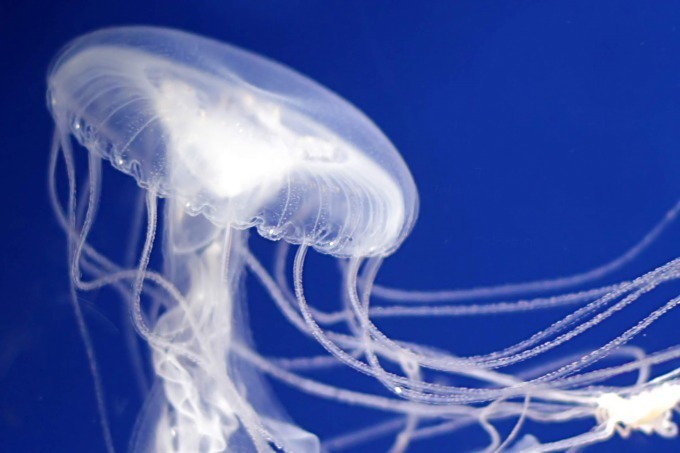 「くらげミネラル展」