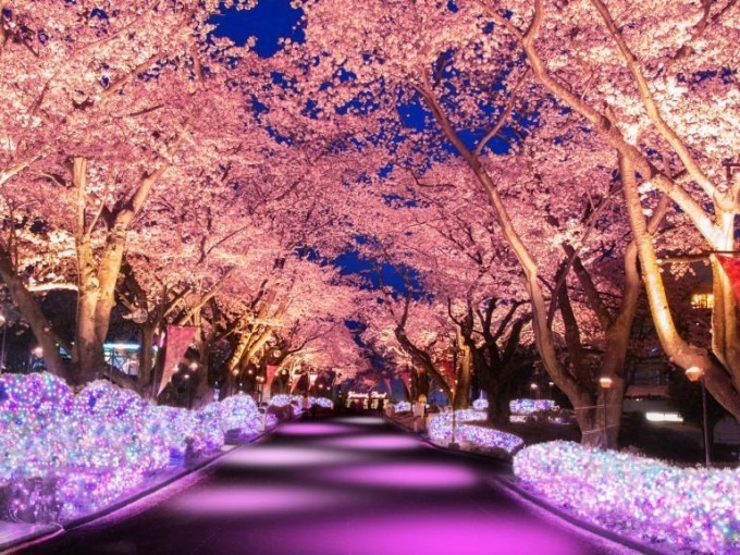 桜並木ライトアップイメージ