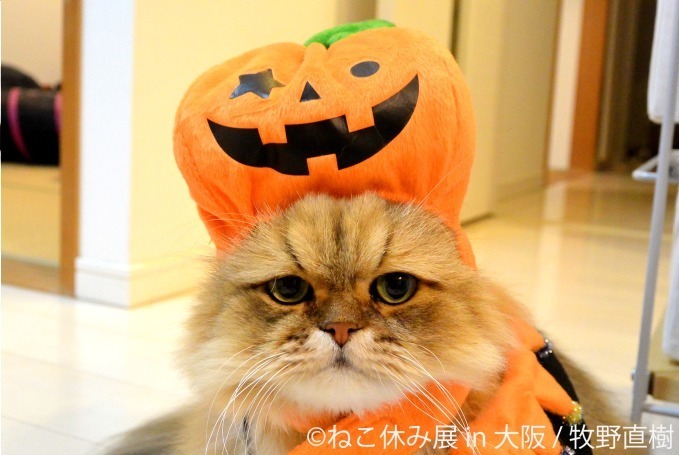 写真展＆物販展「ねこ休み展」がルクア大阪で、ハロウィン猫の新作展示＆会場限定カレンダーも｜写真16