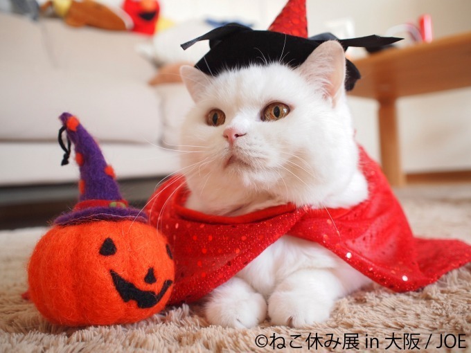 写真展＆物販展「ねこ休み展」がルクア大阪で、ハロウィン猫の新作展示＆会場限定カレンダーも｜写真1