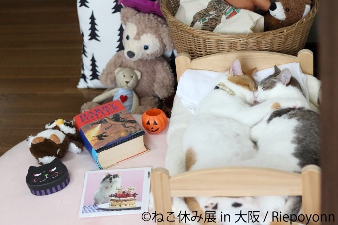 写真展＆物販展「ねこ休み展」がルクア大阪で、ハロウィン猫の新作展示＆会場限定カレンダーも｜写真5