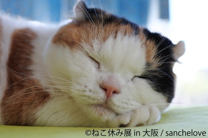 写真展＆物販展「ねこ休み展」がルクア大阪で、ハロウィン猫の新作展示＆会場限定カレンダーも｜写真9