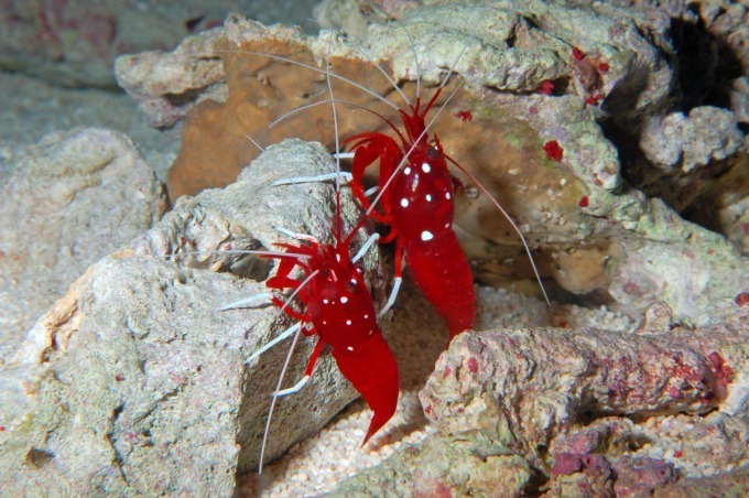 新江ノ島水族館「えのすいクリスマス」ゆらゆら浮遊するクラゲのクリスマスツリーなど｜写真3