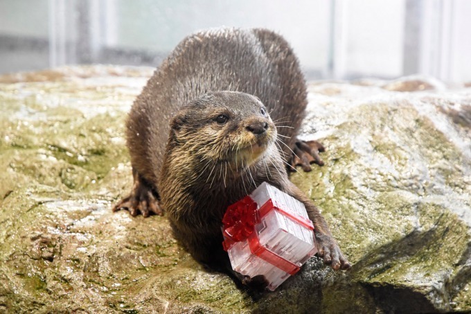 新江ノ島水族館「えのすいクリスマス」ゆらゆら浮遊するクラゲのクリスマスツリーなど｜写真5