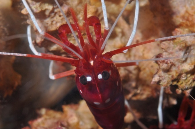 新江ノ島水族館「えのすいクリスマス」ゆらゆら浮遊するクラゲのクリスマスツリーなど｜写真4