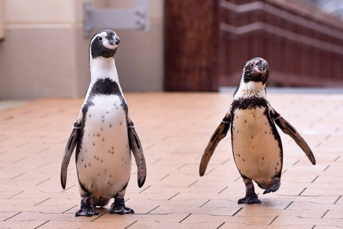 新江ノ島水族館「えのすいクリスマス」ゆらゆら浮遊するクラゲのクリスマスツリーなど｜写真6