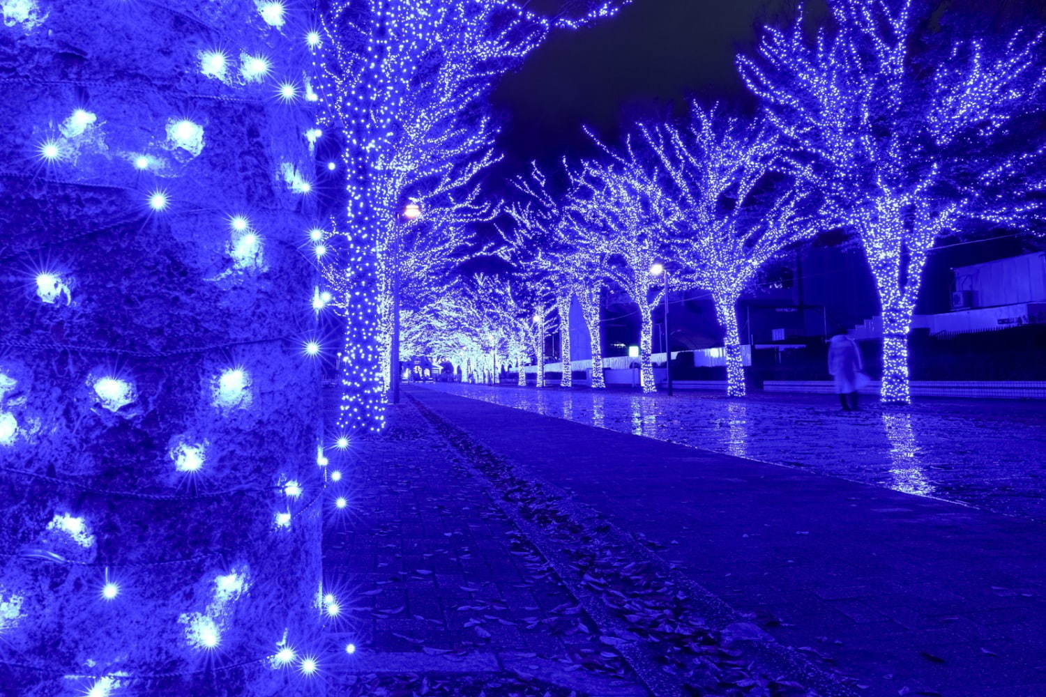 『青の洞窟 SHIBUYA』渋谷公園通り～代々木公園ケヤキ並木が青一色に染まる｜写真4