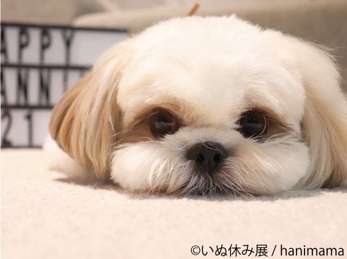 の合同写真 物販展 いぬ休み展 が東京 名古屋で初開催 Snsで人気のチワワや柴犬の作品が集結 ファッションプレス
