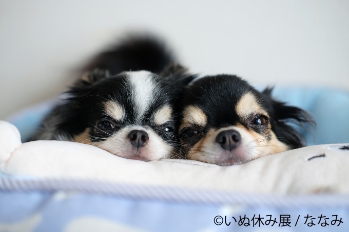 ⽝の合同写真＆物販展「いぬ休み展」が東京・名古屋で初開催、SNSで人気のチワワや柴犬の作品が集結｜写真10