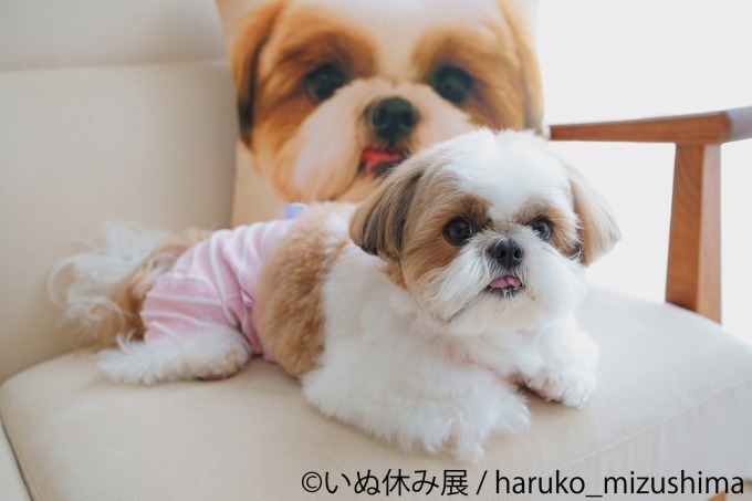 ⽝の合同写真＆物販展「いぬ休み展」が東京・名古屋で初開催、SNSで人気のチワワや柴犬の作品が集結｜写真4