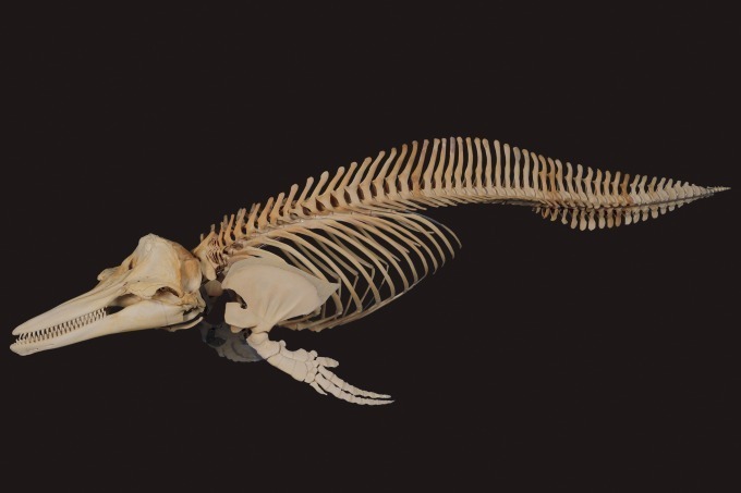 「大哺乳類展2」国立科学博物館で開催、500点以上の剥製や骨格標本で紐解く、哺乳類の“生き残り戦略”｜写真14