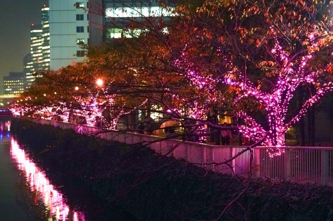「目黒川みんなのイルミネーション2018」山手線内側最大級、約40万個のLED輝く“冬の桜”が満開に｜写真4