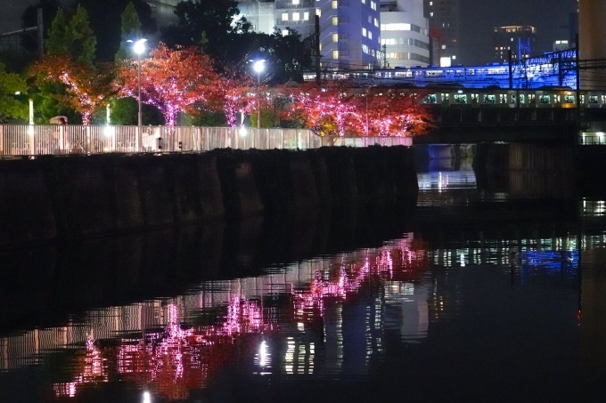 「目黒川みんなのイルミネーション2018」山手線内側最大級、約40万個のLED輝く“冬の桜”が満開に｜写真2