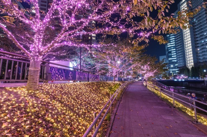 「目黒川みんなのイルミネーション2018」山手線内側最大級、約40万個のLED輝く“冬の桜”が満開に｜写真13
