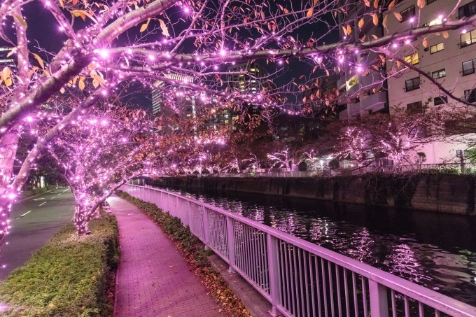 「目黒川みんなのイルミネーション2018」山手線内側最大級、約40万個のLED輝く“冬の桜”が満開に｜写真14